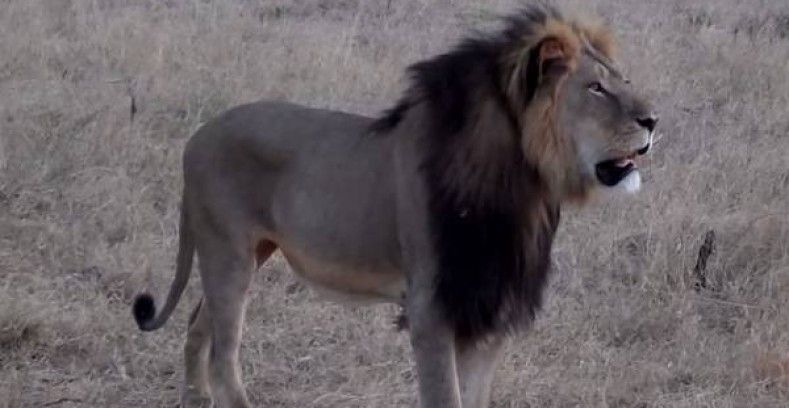 Se busca al español que cazó a Cecil, el león más famoso de Zimbabue