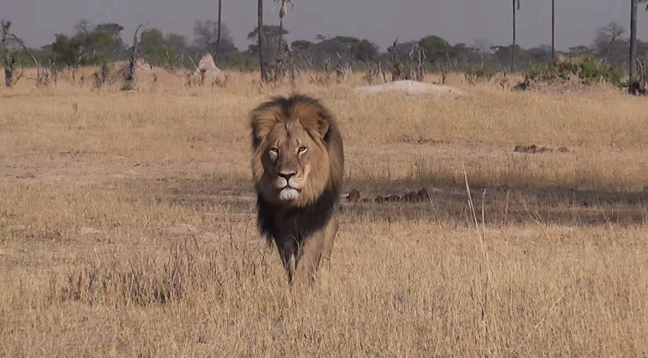 A Man Paid 50,000 Euros to Kill, Behead Cecil the Lion