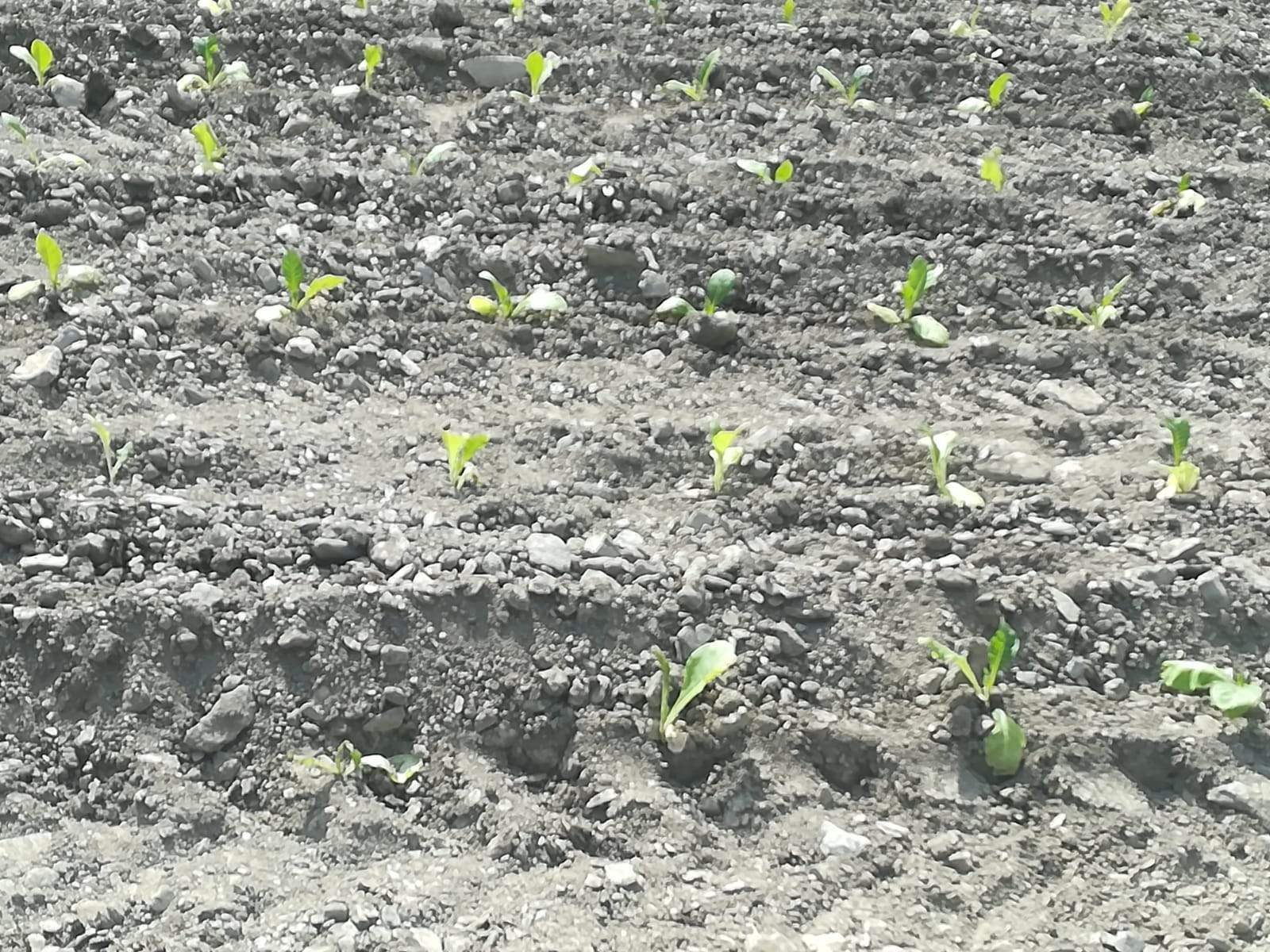 Tabac acabat de plantar en un camp de Sant Julià de Lòria.