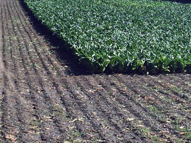 S\'inicia una collita de tabac que pot ser bona si no hi ha més pedregades