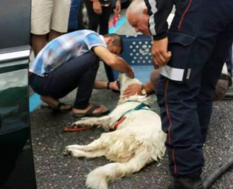 La Batllia pretenia condemnar per maltractament animal els propietaris d\'un gos mort i multar-los amb 200 euros