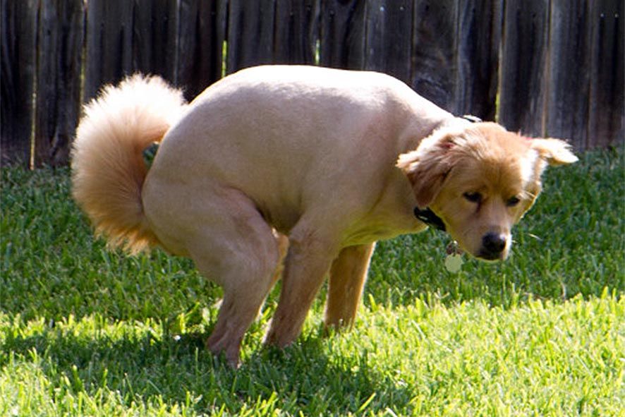 Els propietaris de gossos estaran obligats a fer analitzar les tifes durant l\'any que ve