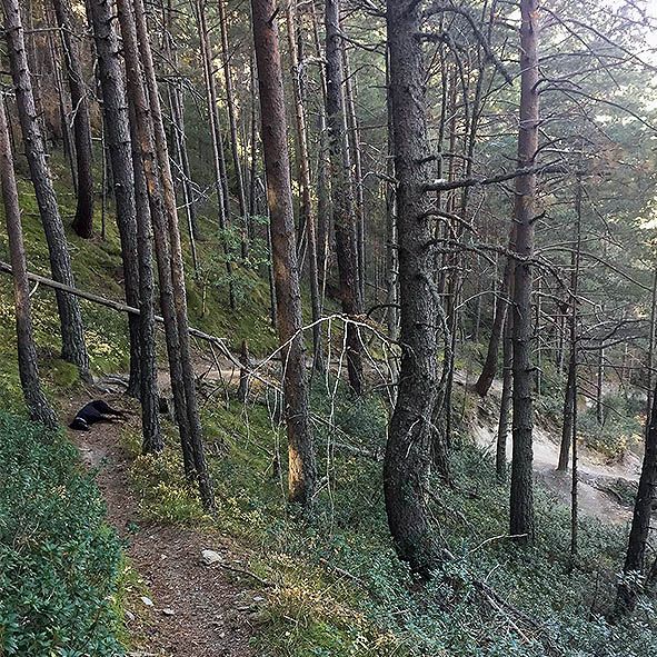 Denuncien la mort d\'un gos a causa d\'un tret en un transitat camí dels Cortals de Sispony