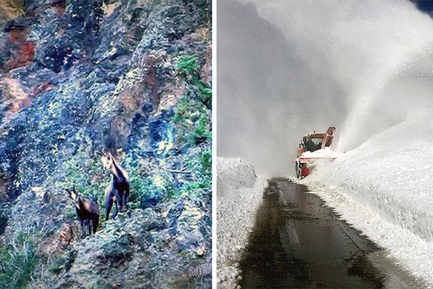 El \'furtiu del COEX\' o l\'enèsima polèmica en el món de la caça