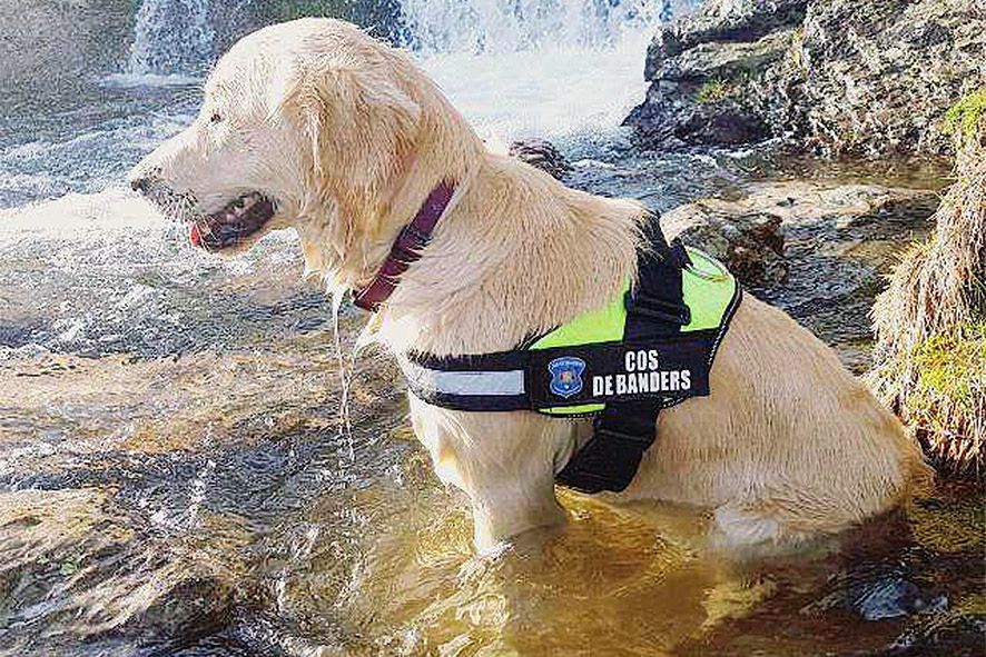 Nou fitxatge al cos de banders: una gossa especialitzada en la detecció de verins