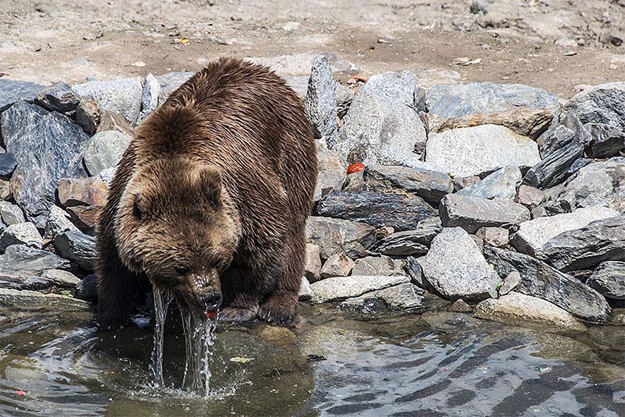 El parc d\'animals (i més) de Naturlandia penja d\'un fil: el cònsol convoca d\'urgència tota la corporació