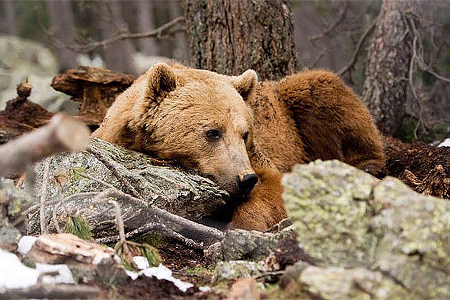 L\'afer de l\'ós de Naturlandia tensa i molt la relació entre el comú de Sant Julià i el Govern L\'afer de l\'ós de Naturlandia tensa i molt la relació entre el comú de Sant Julià i el Govern