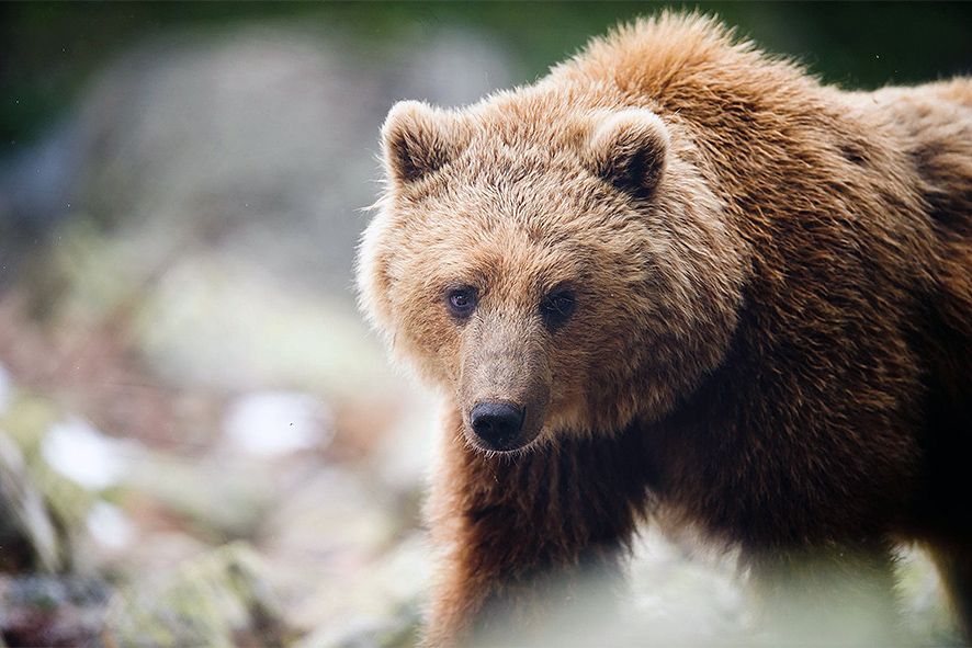Un veterinari de Govern va ser testimoni de l\'episodi de l\'ós a Naturlandia i \"entendria\" la reacció Un veterinari de Govern va ser testimoni de l\'episodi de l\'ós a Naturlandia i \"entendria\" la reacció