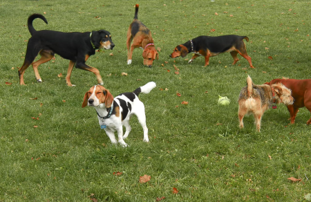 Primera detenció per maltractar un gos; l\'agressor s\'enfrontarà a una querella de Laika i fins a dos anys de presó Primera detenció per maltractar un gos; l\'agressor s\'enfrontarà a una querella de Laika i fins a dos anys de presó