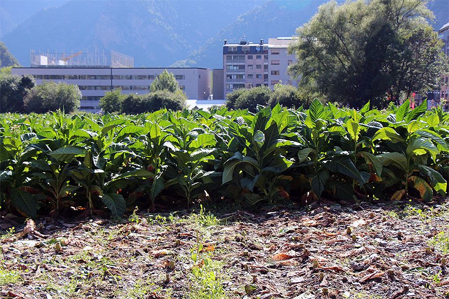 Els colliters consideren \"irrenunciable\" els vint anys de transitorietat al tabac per acceptar l\'acord amb la UE