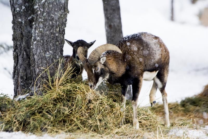 De la demanda de responsabilitats d\'Apapma a la fugida \'desconeguda\' de dos cabrons de Naturlandia