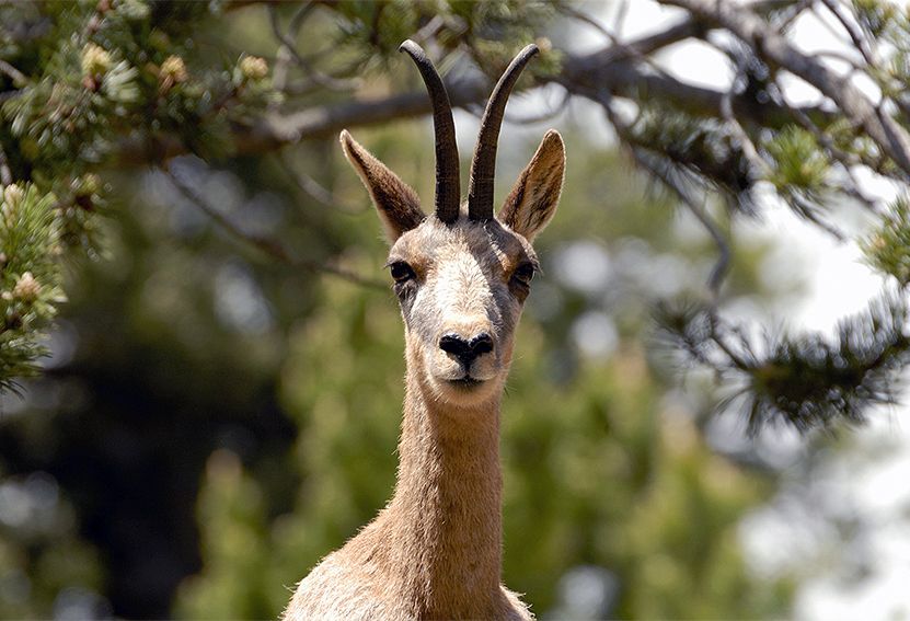 Tres expedients sancionadors i 117 isards abatuts durant la setmana de caça