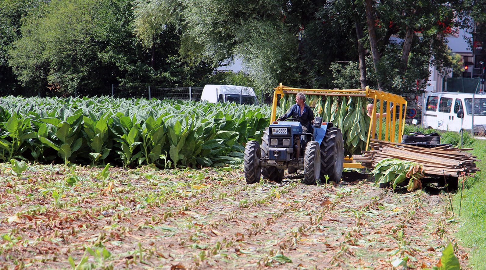 Els colliters reclamen als fabricants de tabac que els garanteixin un contracte per deu anys Els colliters reclamen als fabricants de tabac que els garanteixin un contracte per deu anys