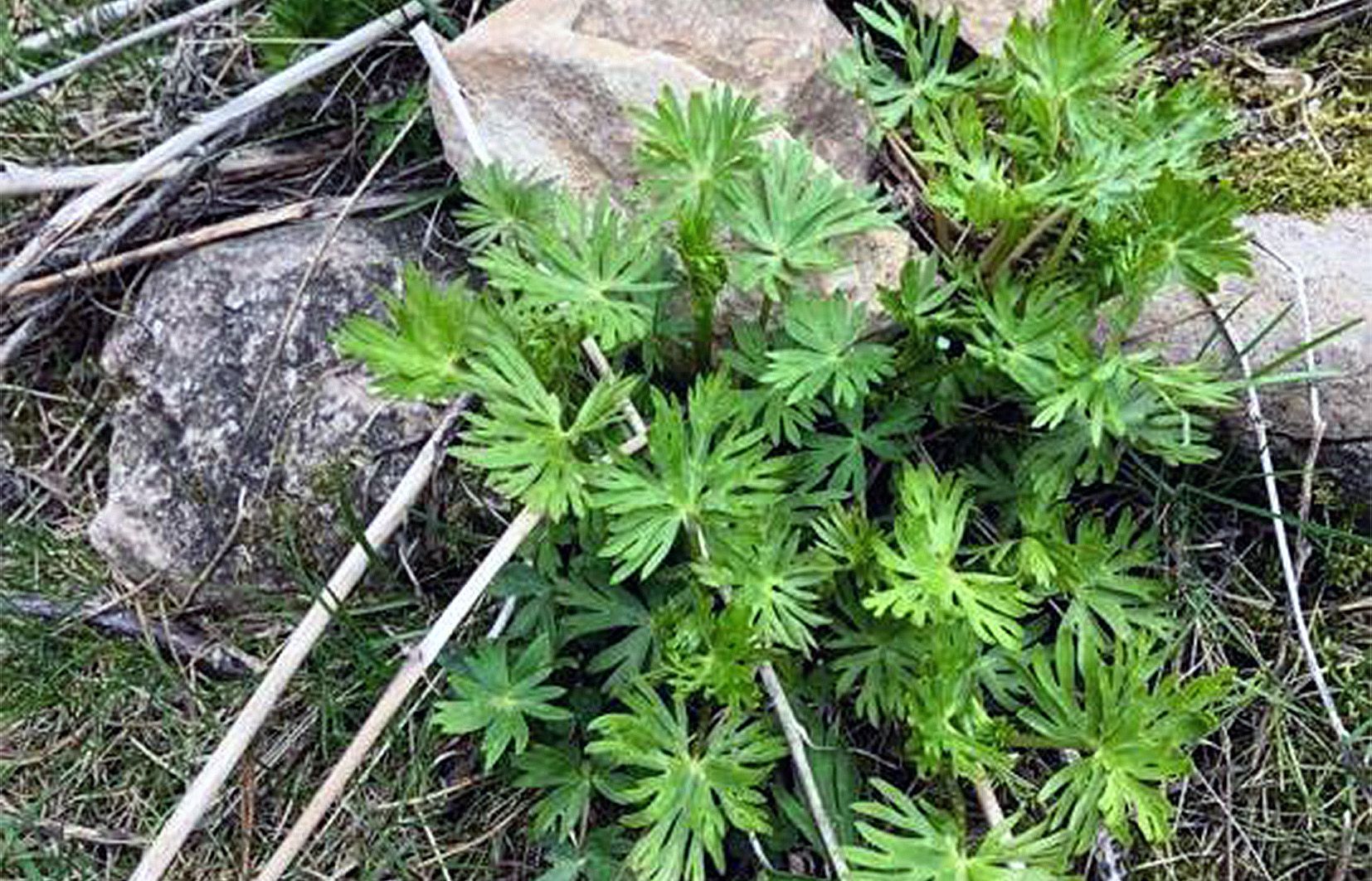 Una planta de tora jove. Una planta de tora jove.