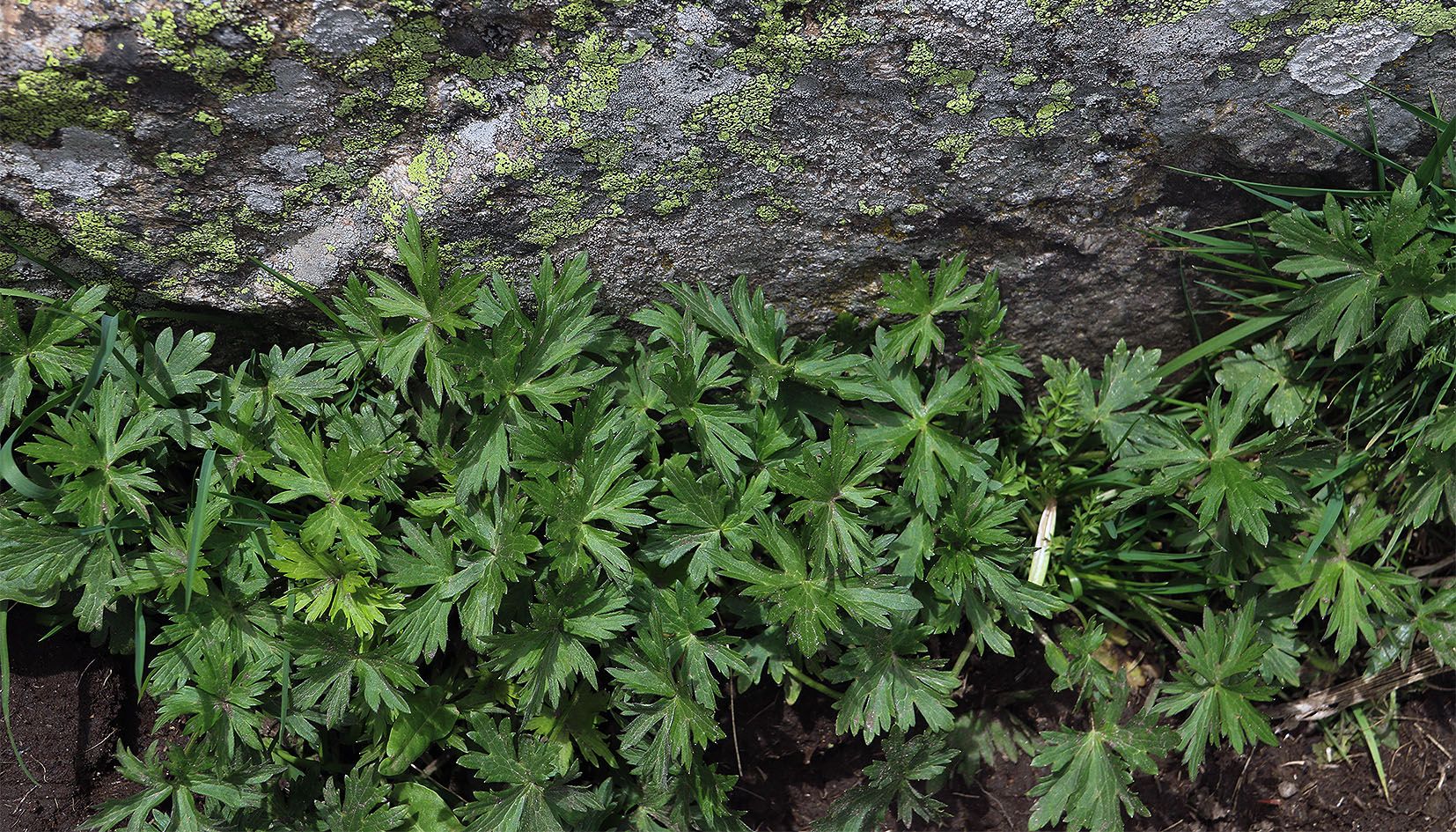 Planta de tora jove a Incles, en una imatge ben recent. Planta de tora jove a Incles, en una imatge ben recent.