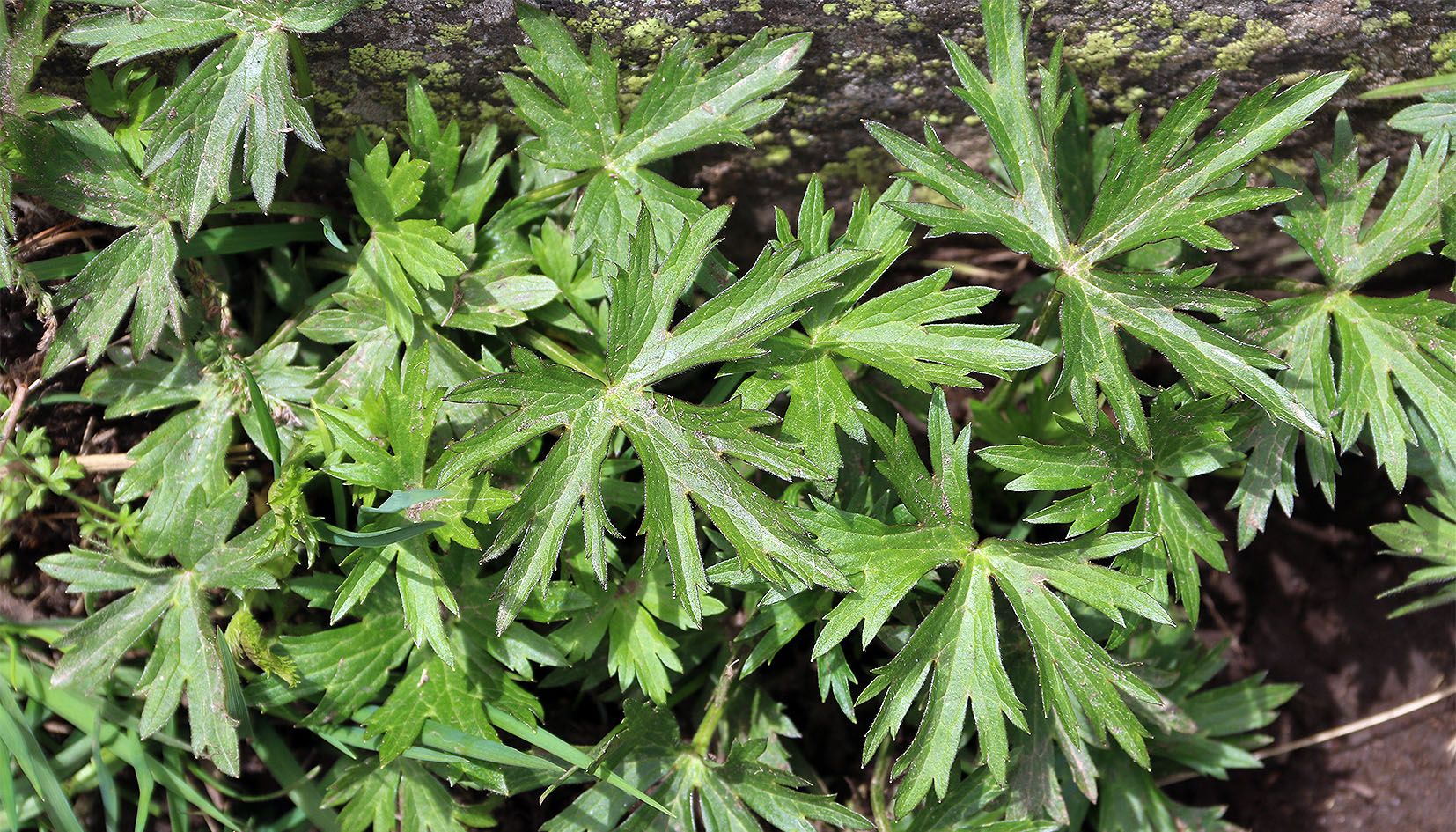 Fulles de tora força jove fotografiada fa quinze dies a Incles.