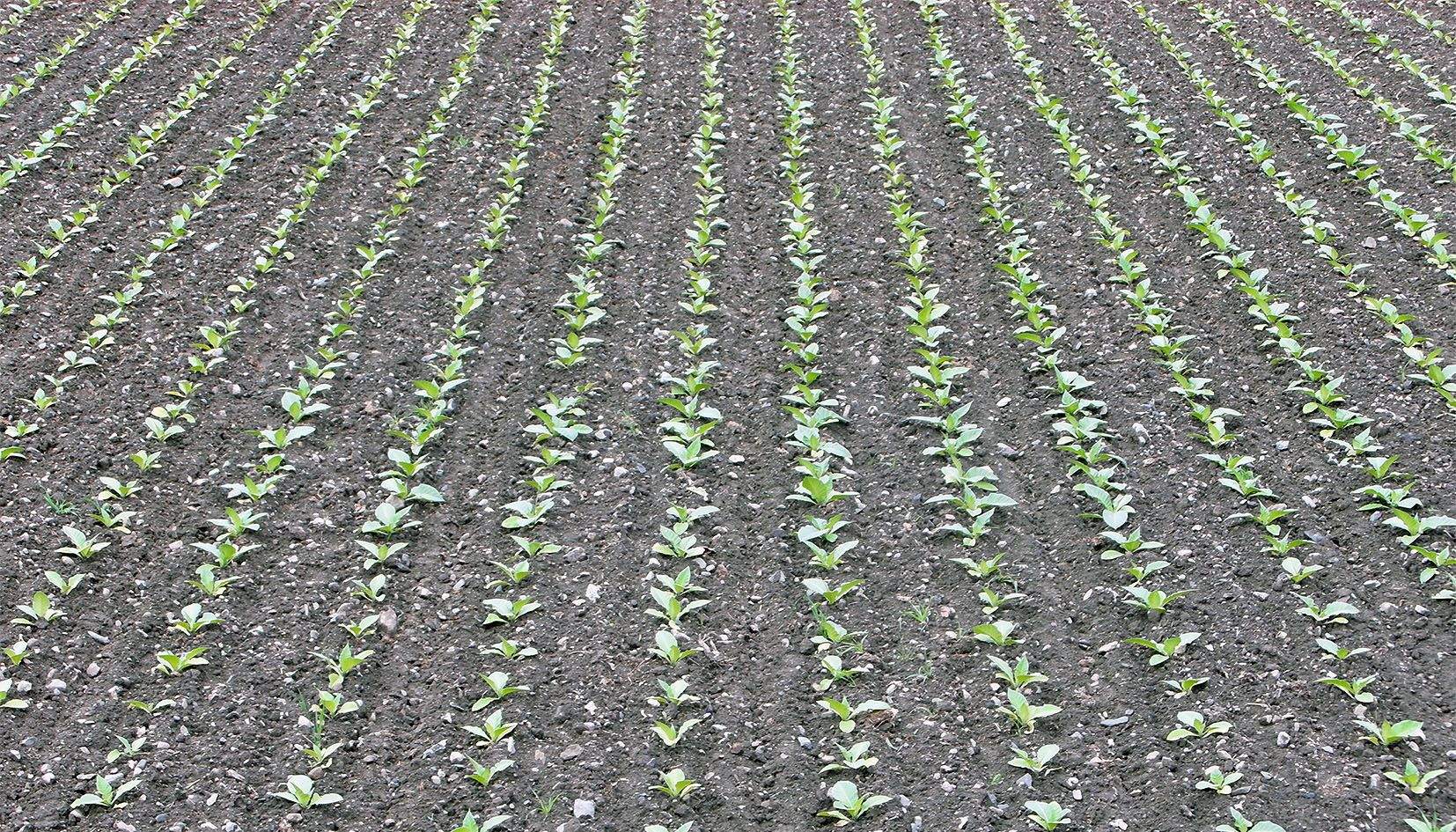 Tabac recentment plantat en un camp d'Andorra la Vella.