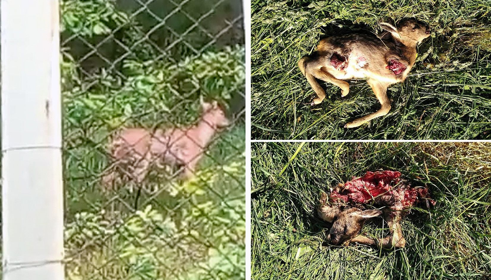 La mare cabirol en una imatge extreta d'una gravació de vídeo (esquerra). A la dreta, les restes de les dues cries.