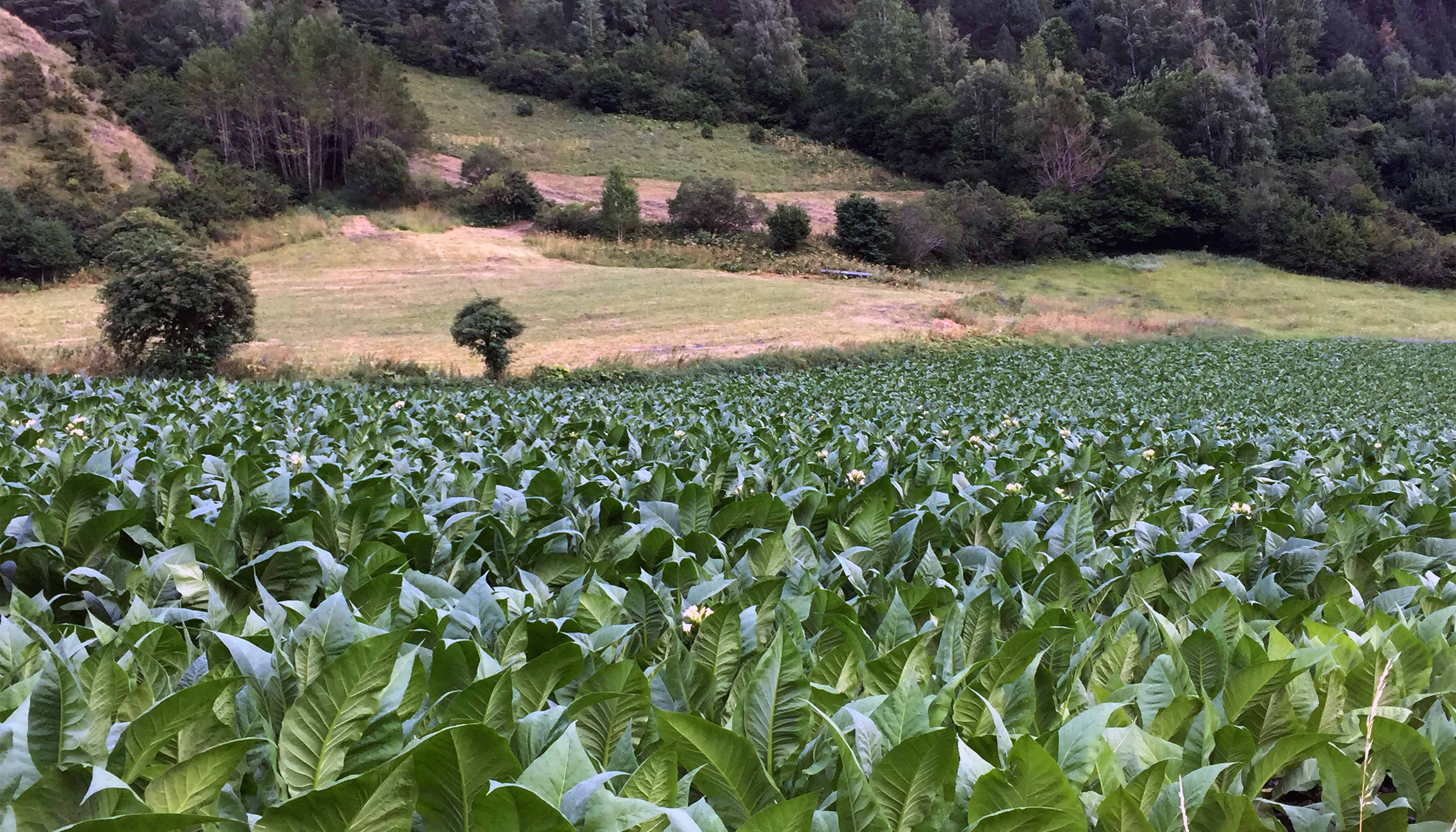 Un camp de tabac entre Llorts i la Cortinada, a la parròquia d'Ordino.