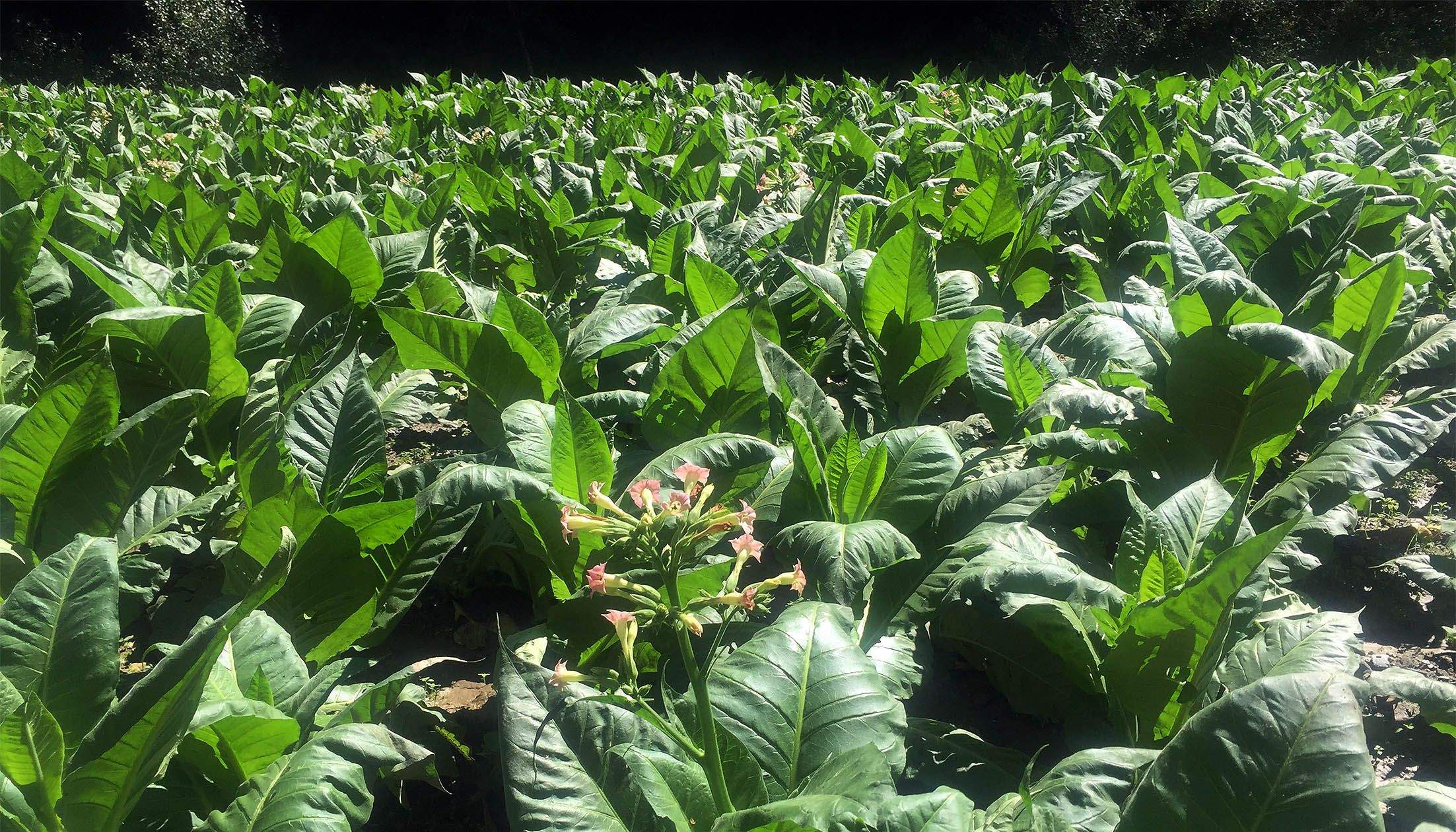 Una plantació de tabac, aquest estiu, a tocar el camí ral de la Massana.