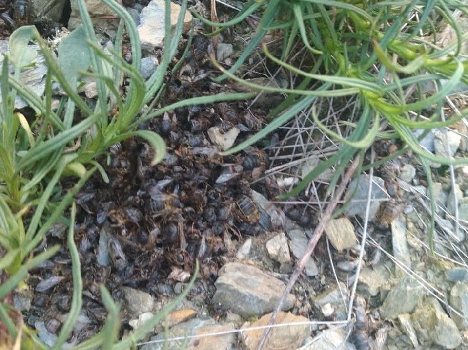 Arnes d'abelles mortes