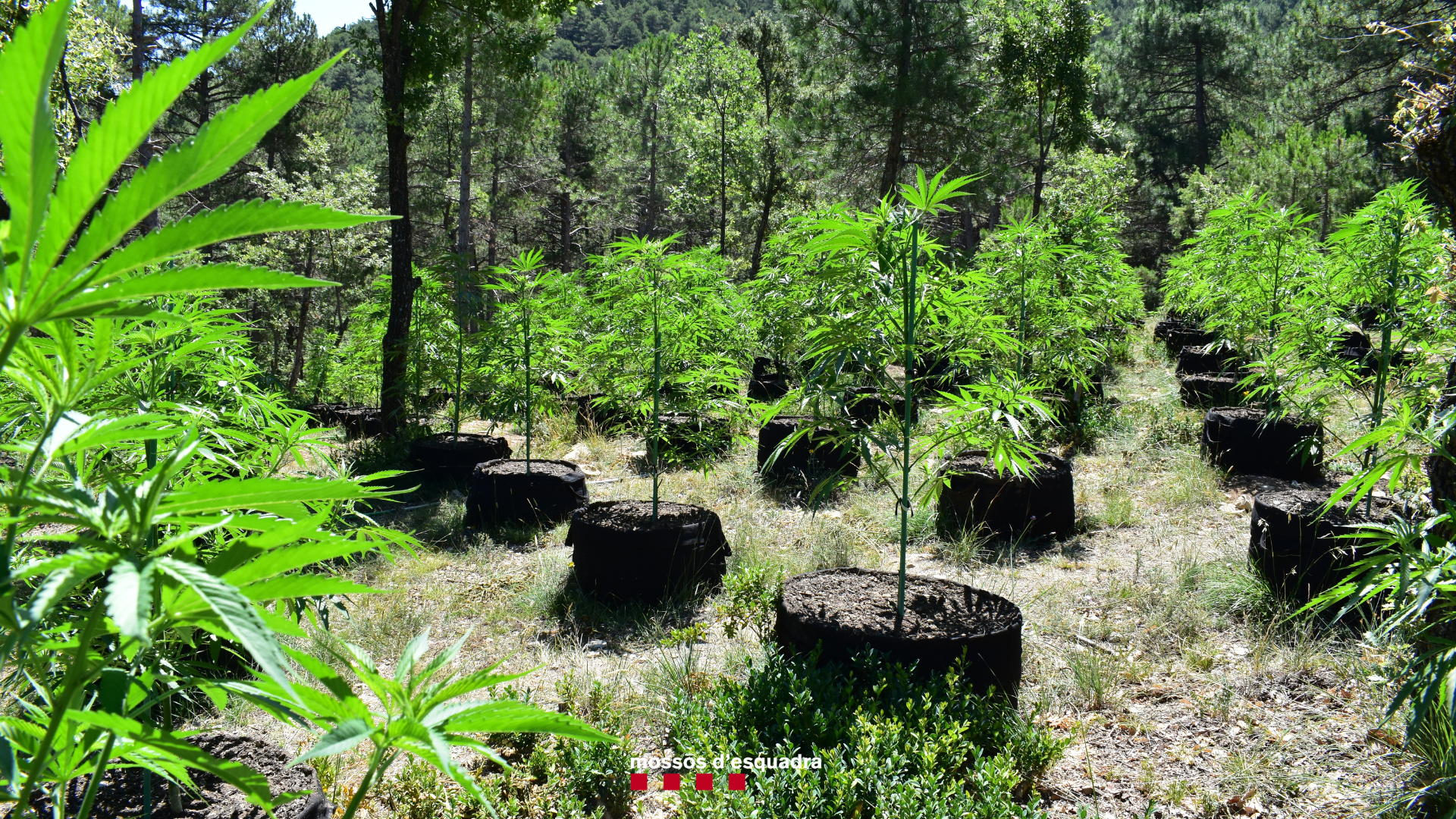 Les plantes de marihuana decomissades pels Mossos.