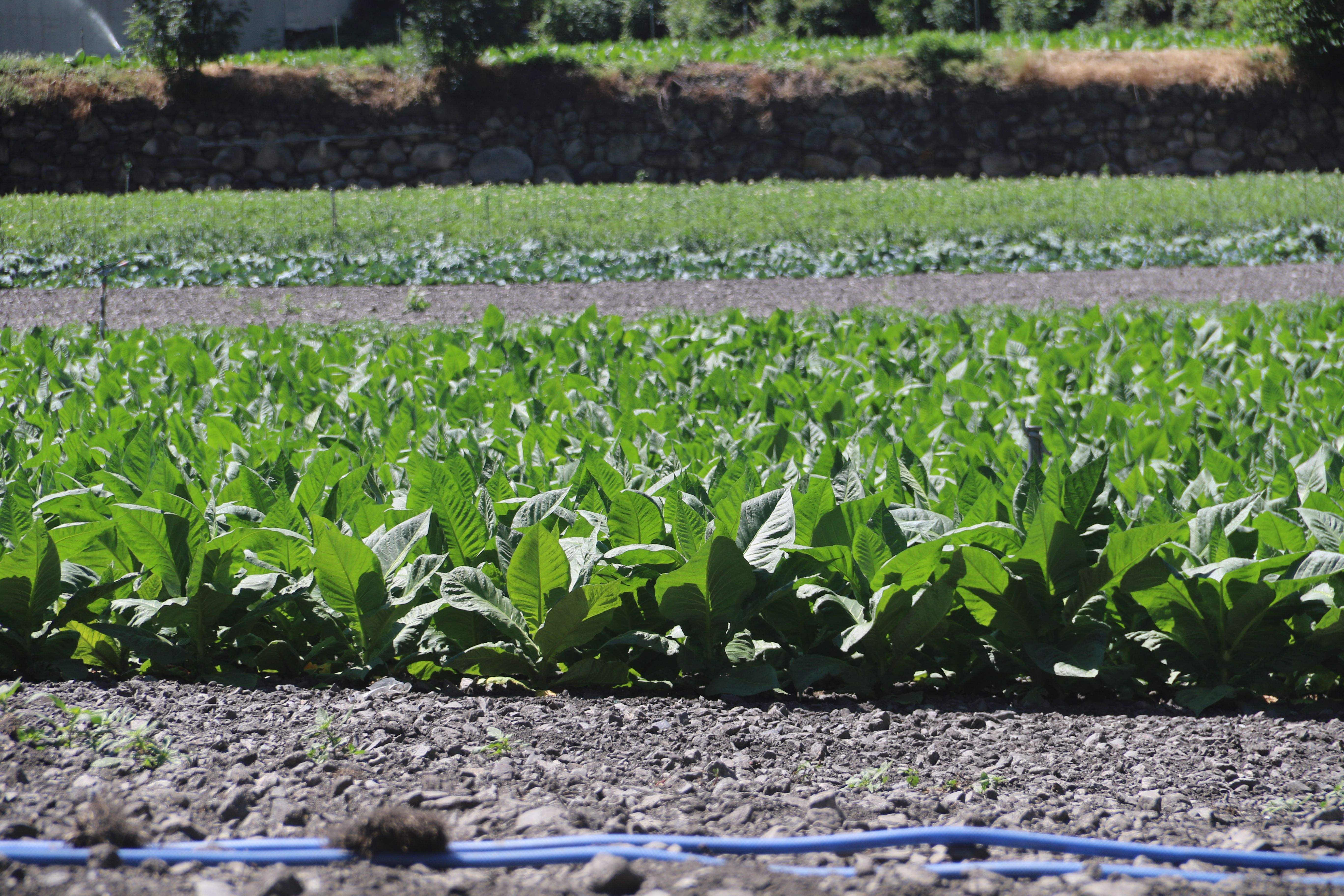 Estat del tabac plantat en un camp d'Andorra la Vella.