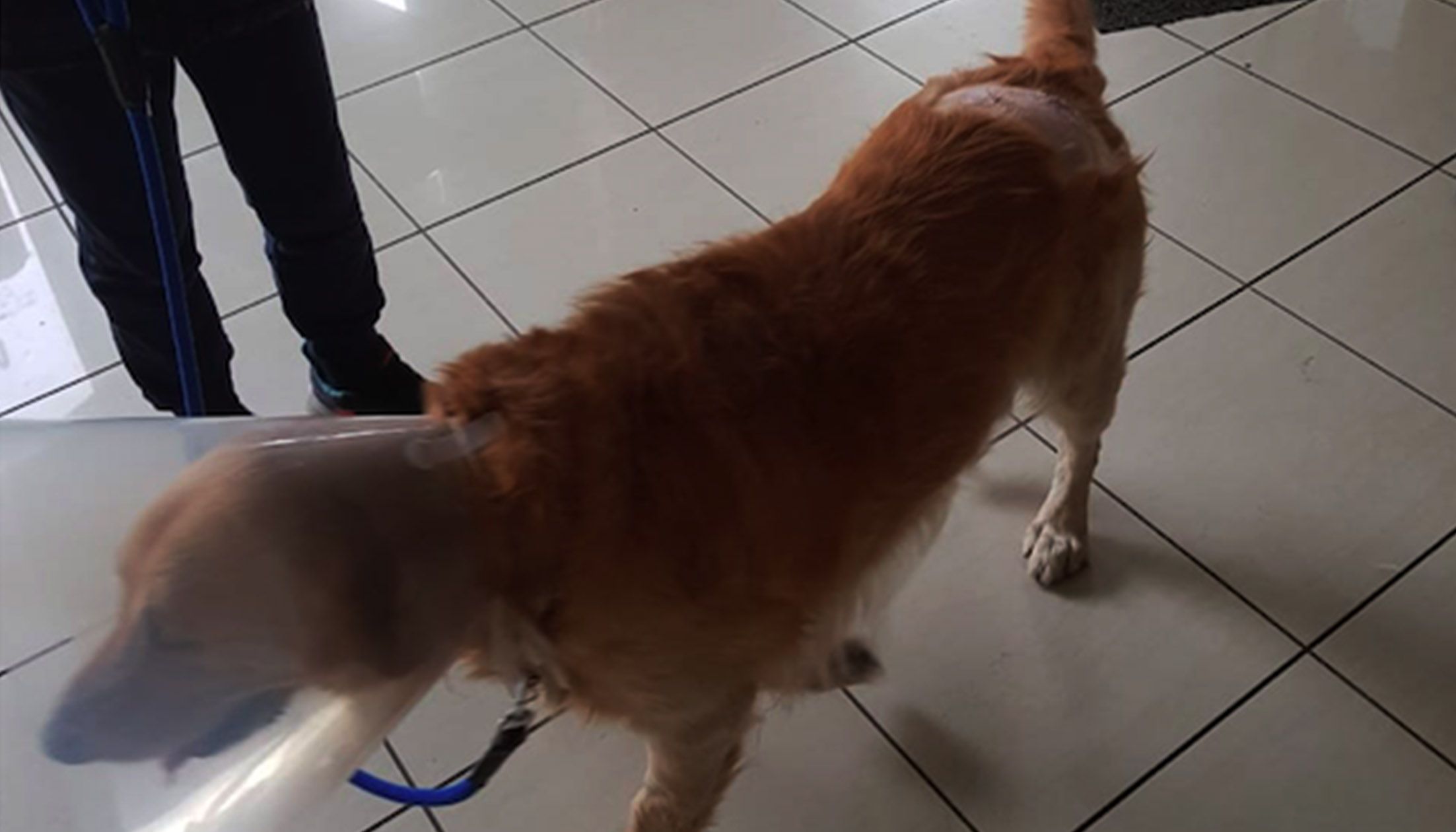 El gos que va ser queixalat, ja mínimament refet després de rebre la pertinent cura veterinària.