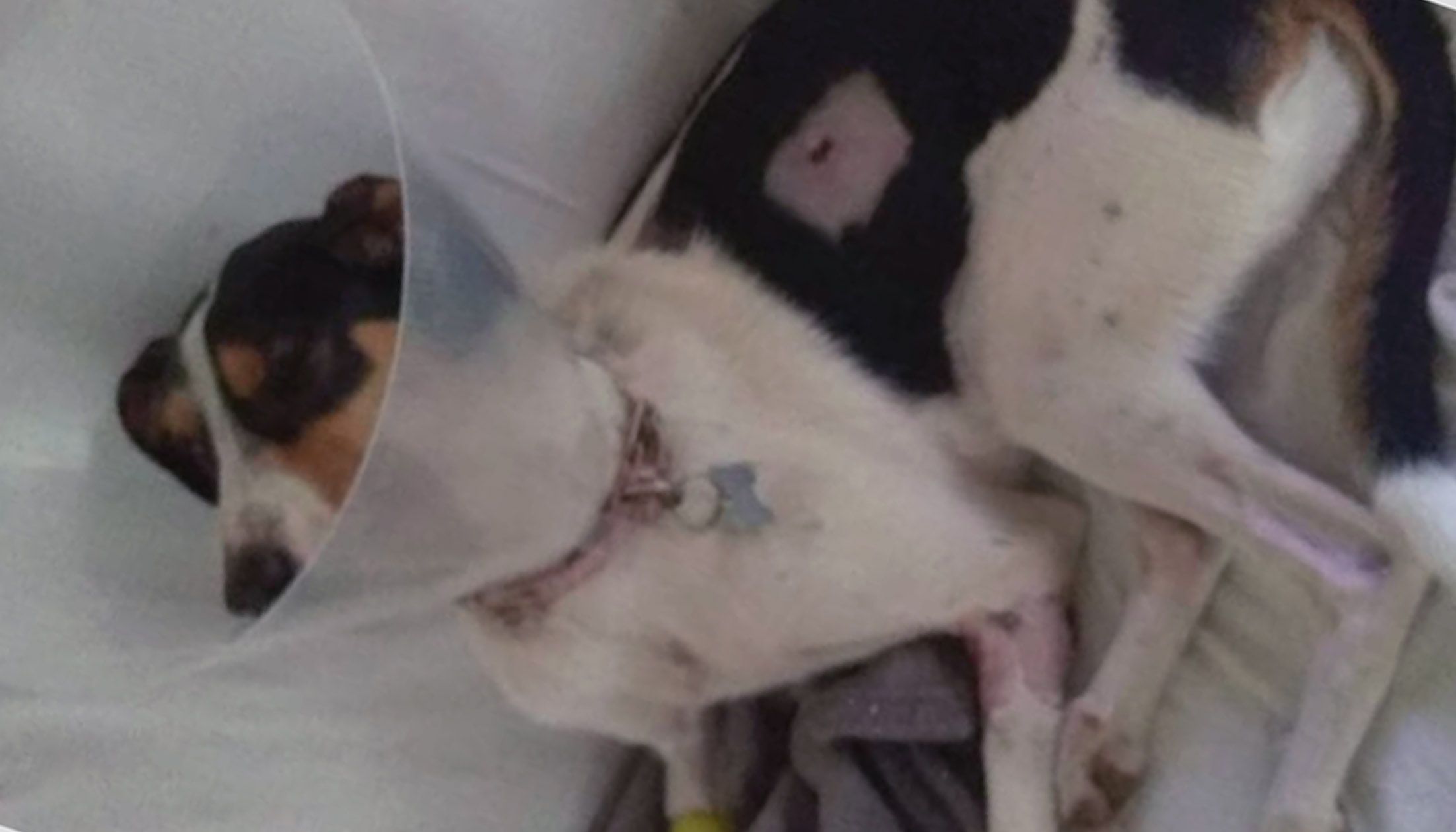 La gossa mestissa podenca eivissenca ferida el juliol de l'any passat.