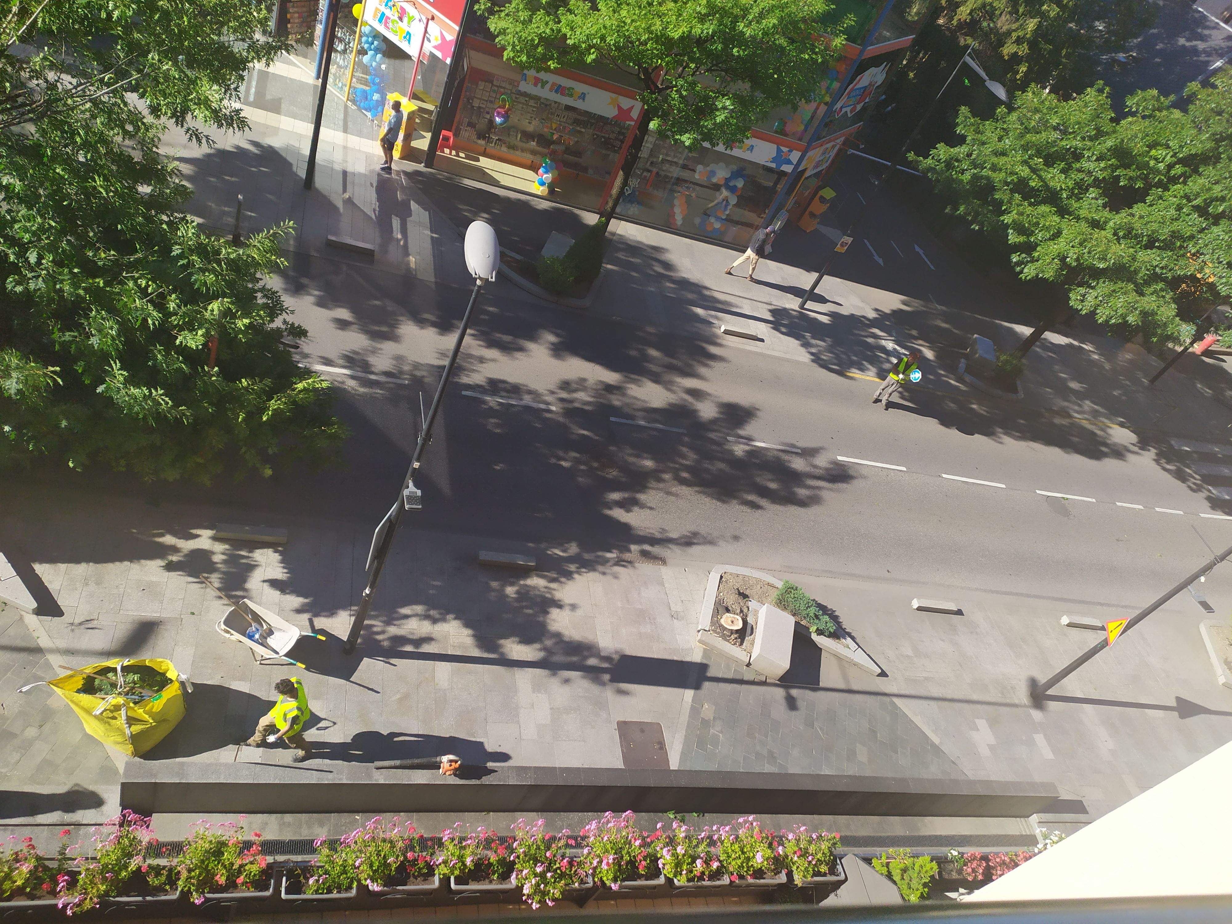 Arbres al carrer Prat de la Creu que han estat talats.