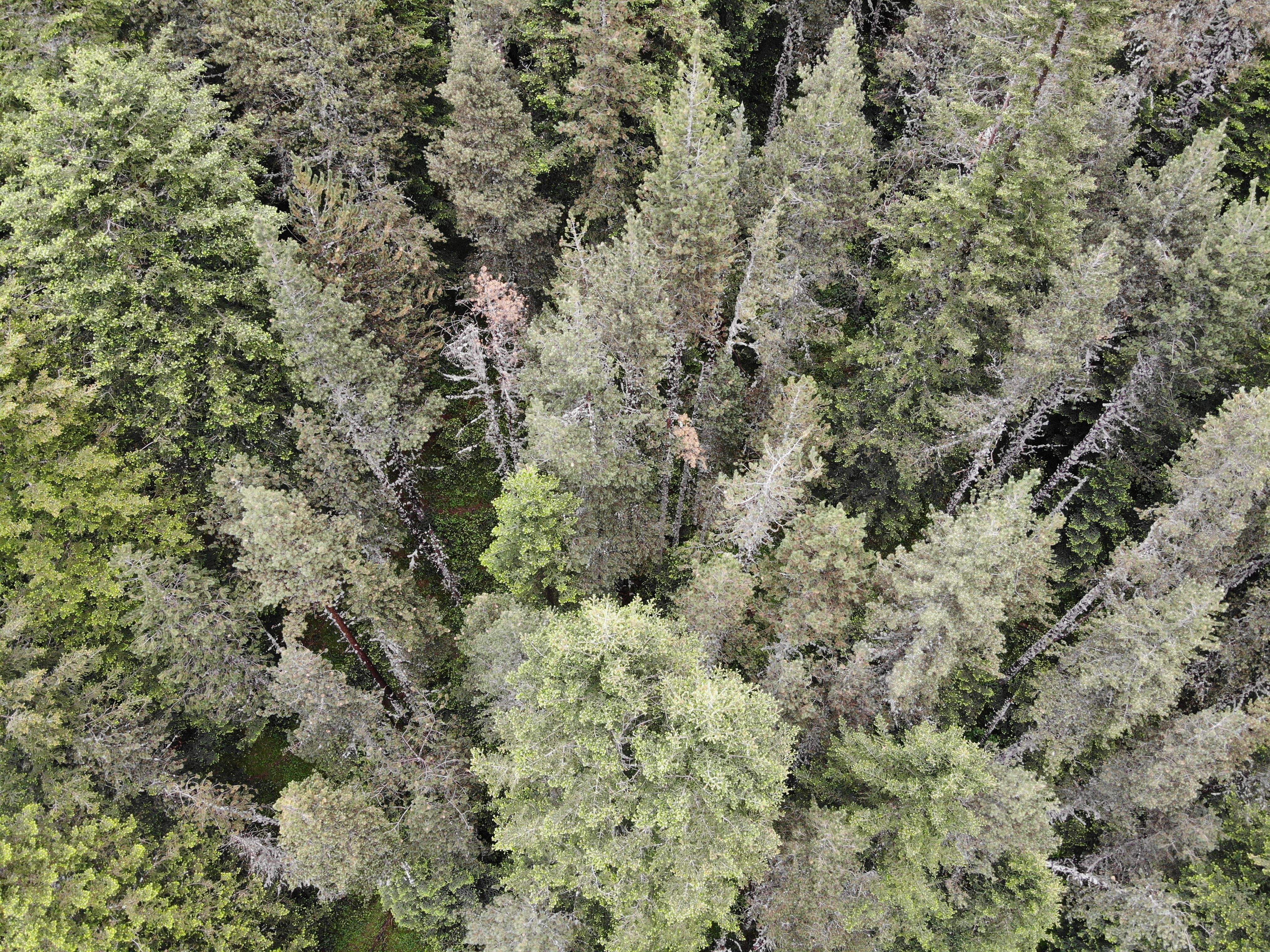 Bosc de pi negre i avet a Arinsal.