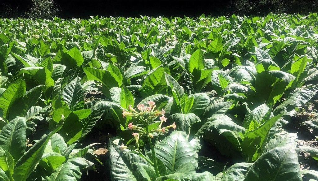 Una plantació de tabac a la Massana