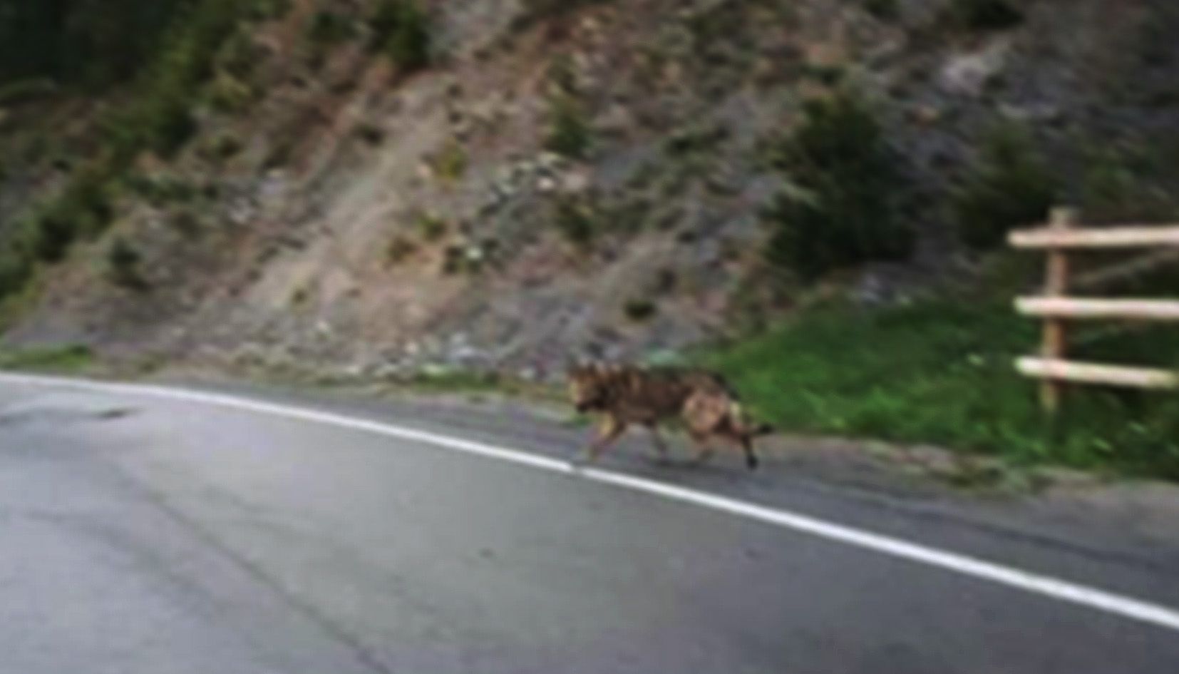 El ca, espantadís, a la carretera de Beixalís, a la Massana, fotografiat per un conductor.