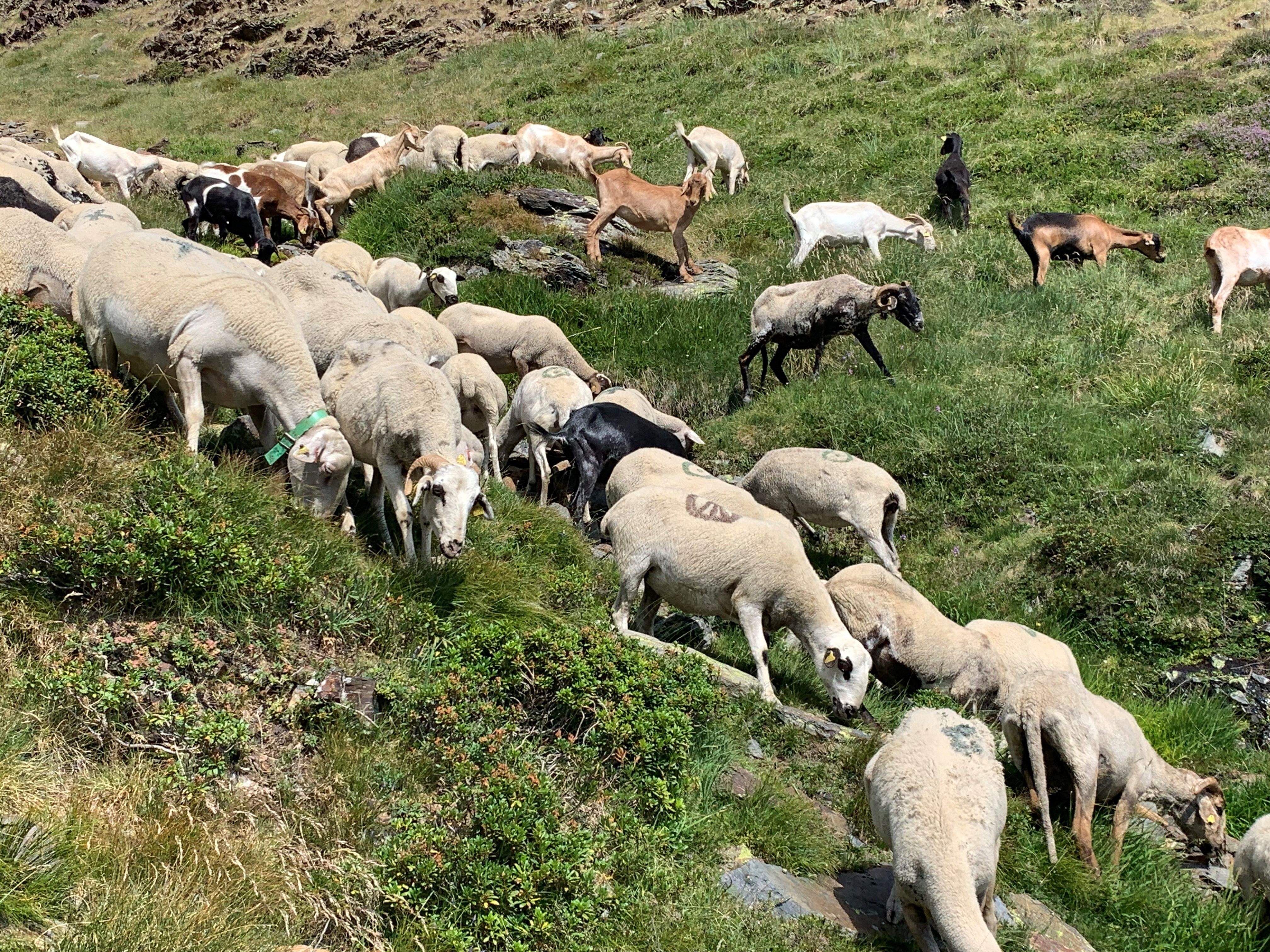 Ovelles pasturant al Comapedrosa.