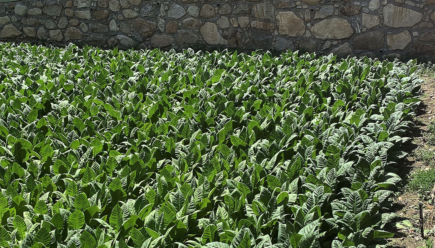 Un camp de tabac a la capital avui mateix.