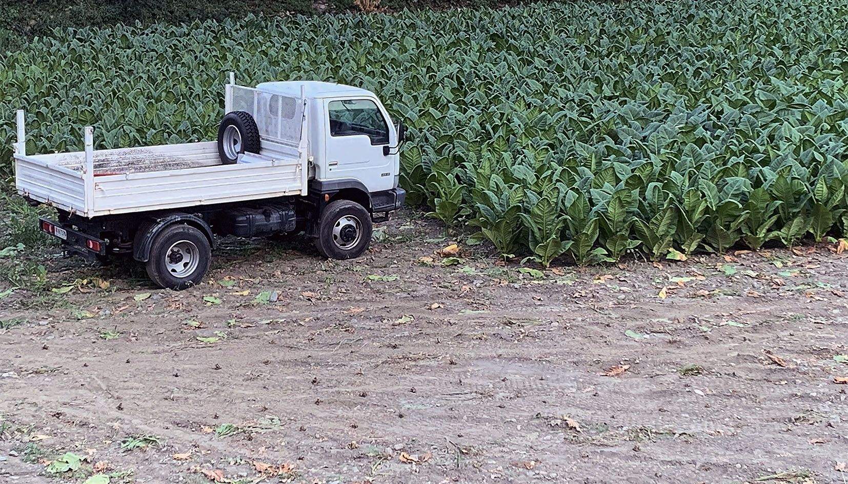 En alguns camps de tabac del país ja s'ha començat a fer una primera part de la collita.