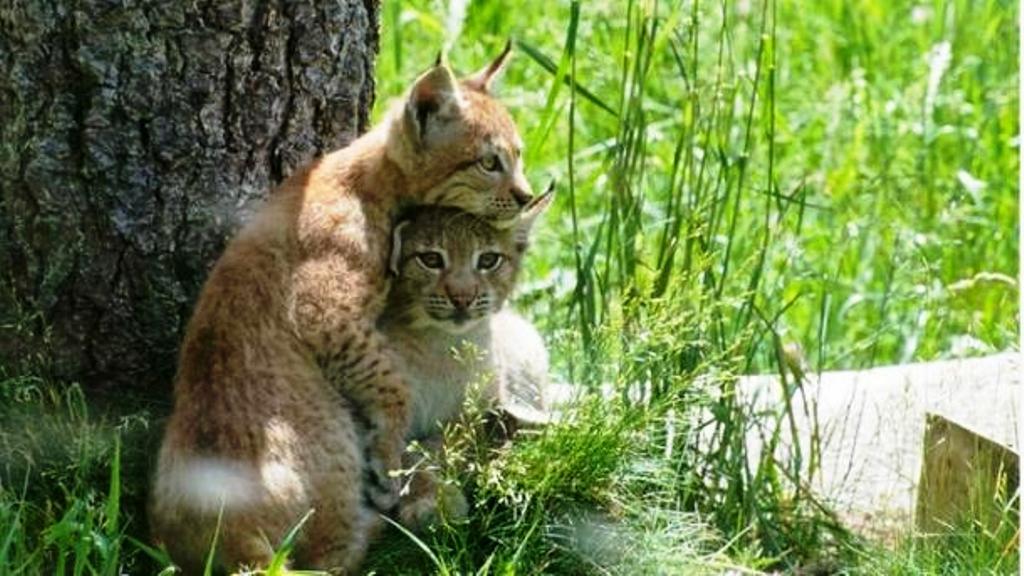 Els dos cadells nascuts a Naturlandia