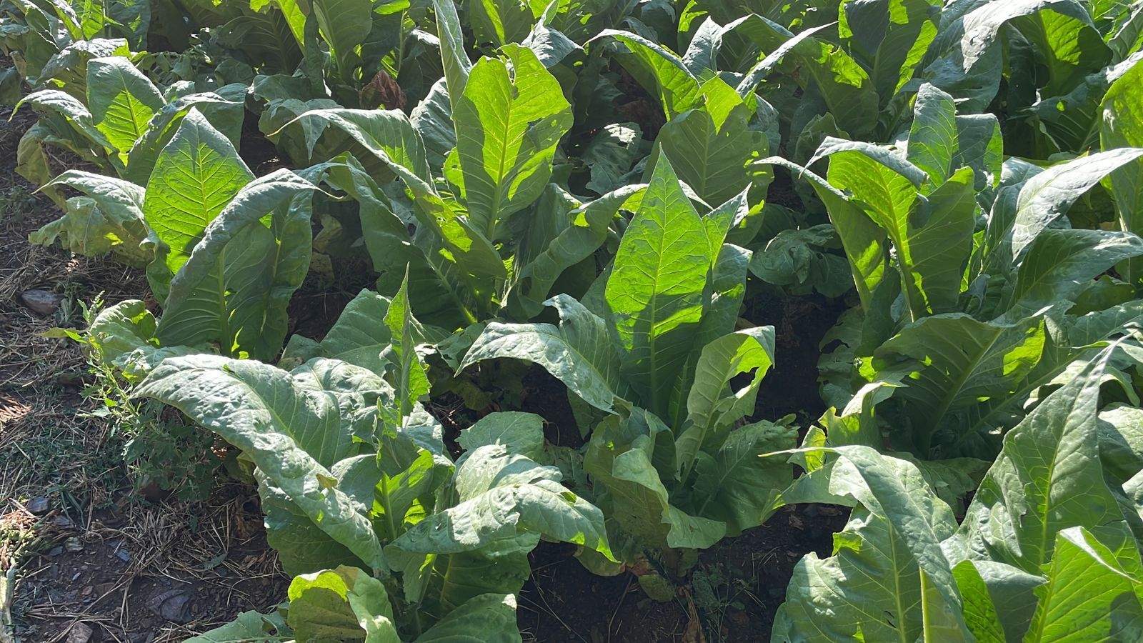 Tabac en un camp de Canillo afectat per la pedregada.