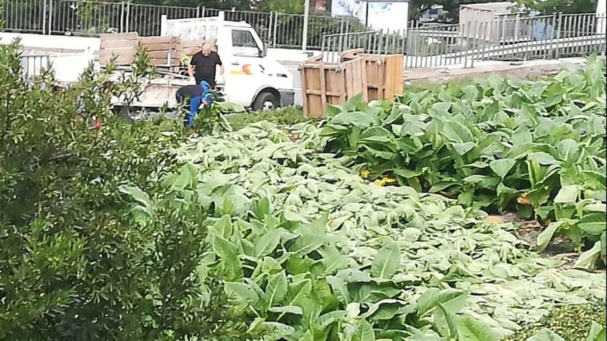 Collita de tabac aquest dimecres en un camp de Sant Julià de Lòria.
