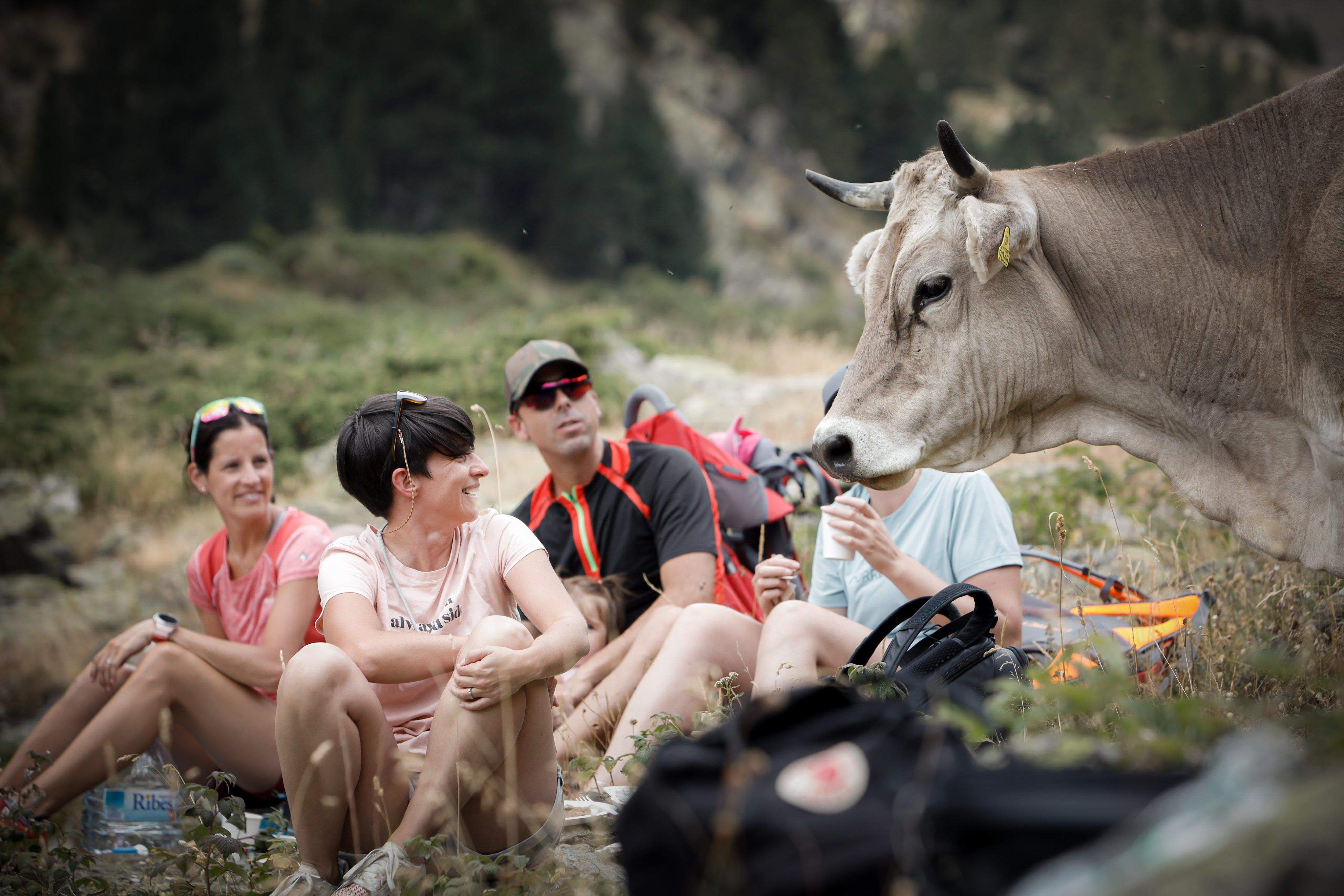 Assistents a la benedicció amb una de les vaques.