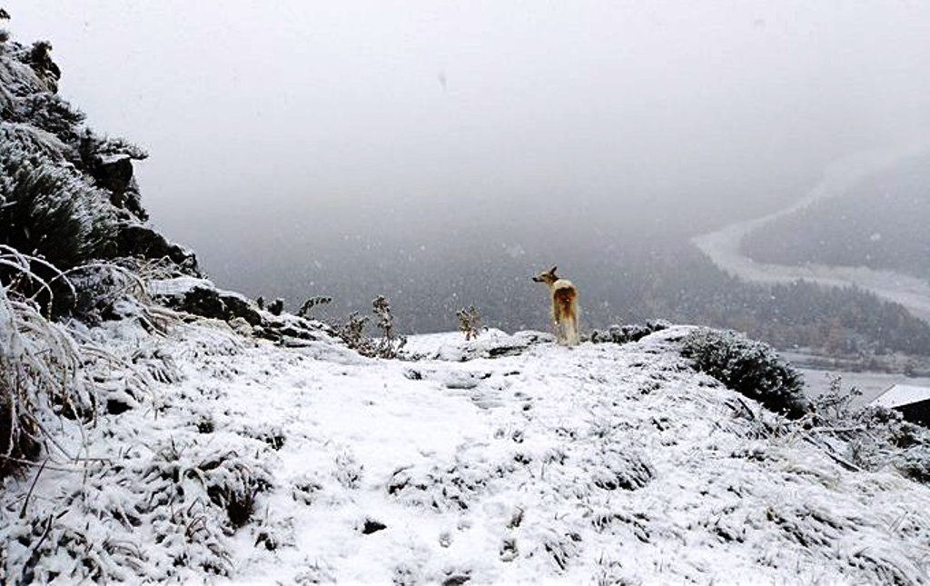 La nevada aquest diumenge a El Tarter