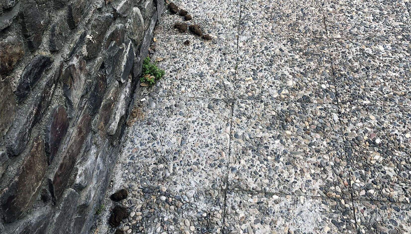 Voravia de Terravella bruta d'excrements de gos.