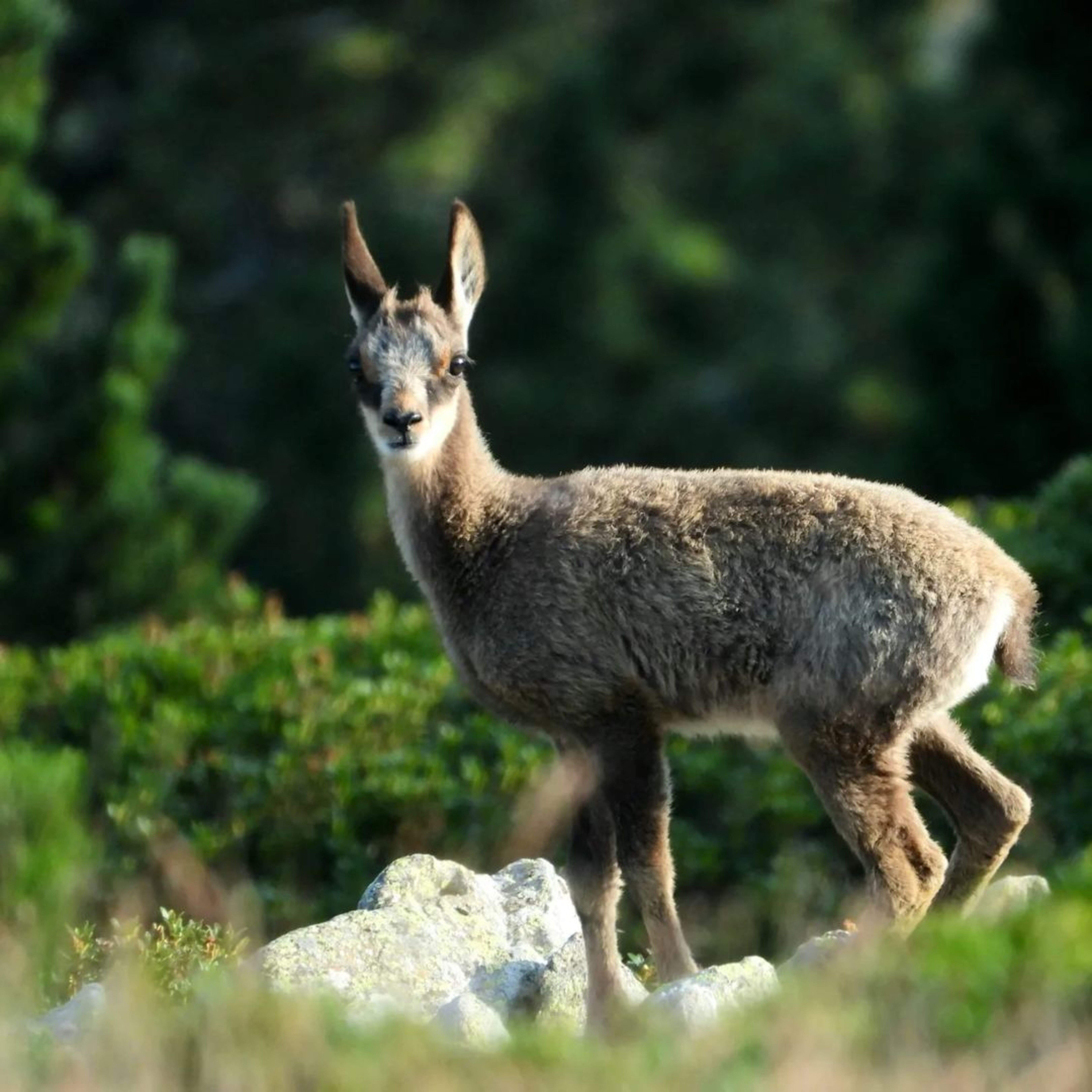 Un exemplar jove d'isard captat aquests dies pels banders. Un exemplar jove d'isard captat aquests dies pels banders.