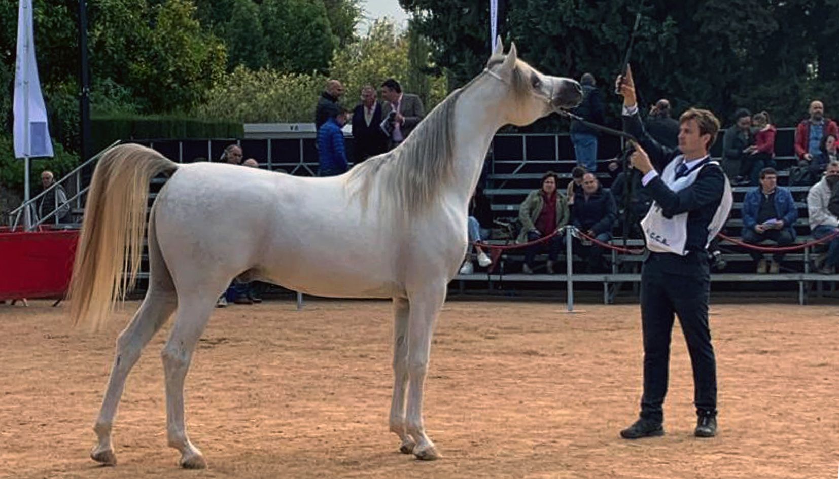 Paris EA es va imposar al Campionat d'Espanya de poltres de raça àrab celebrat a Còrdova.