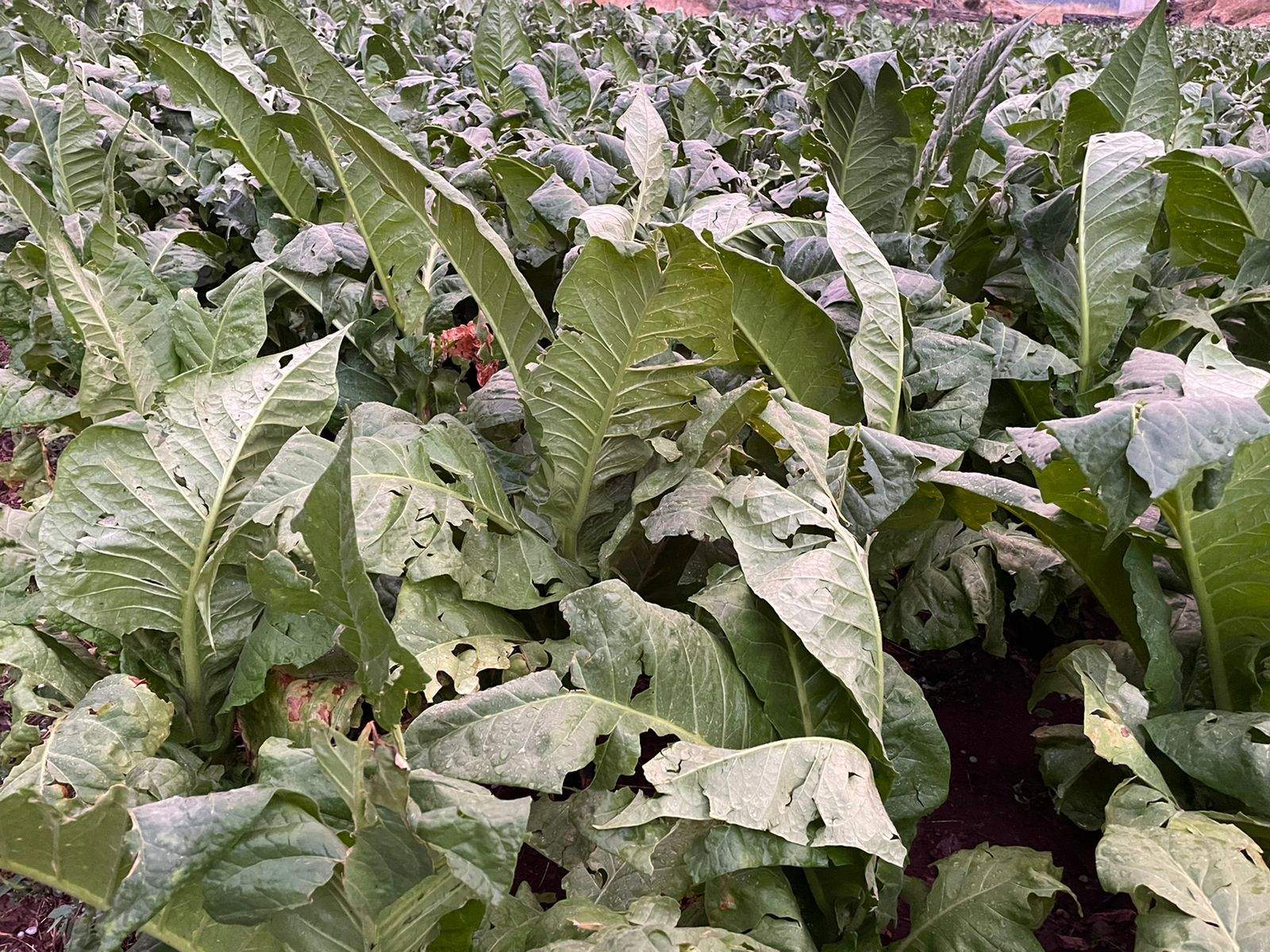 Plantes de tabac malmeses per la pedra a Canillo. Plantes de tabac malmeses per la pedra a Canillo.