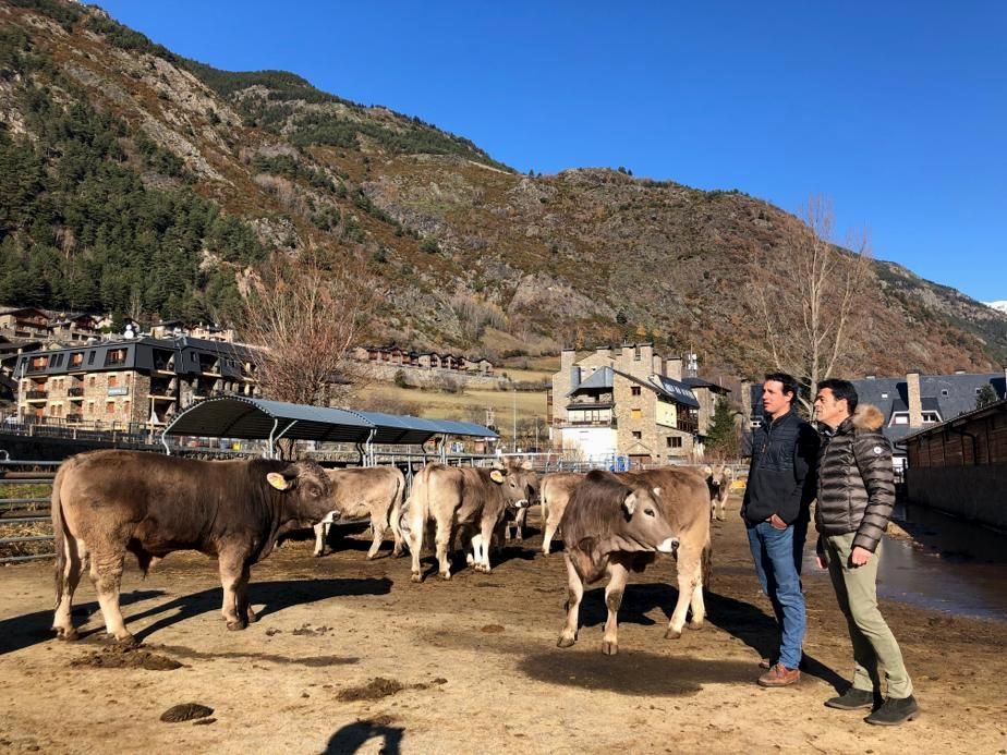 Betriu i Mortés en una explotació ramadera d'Arans aquest dimarts.