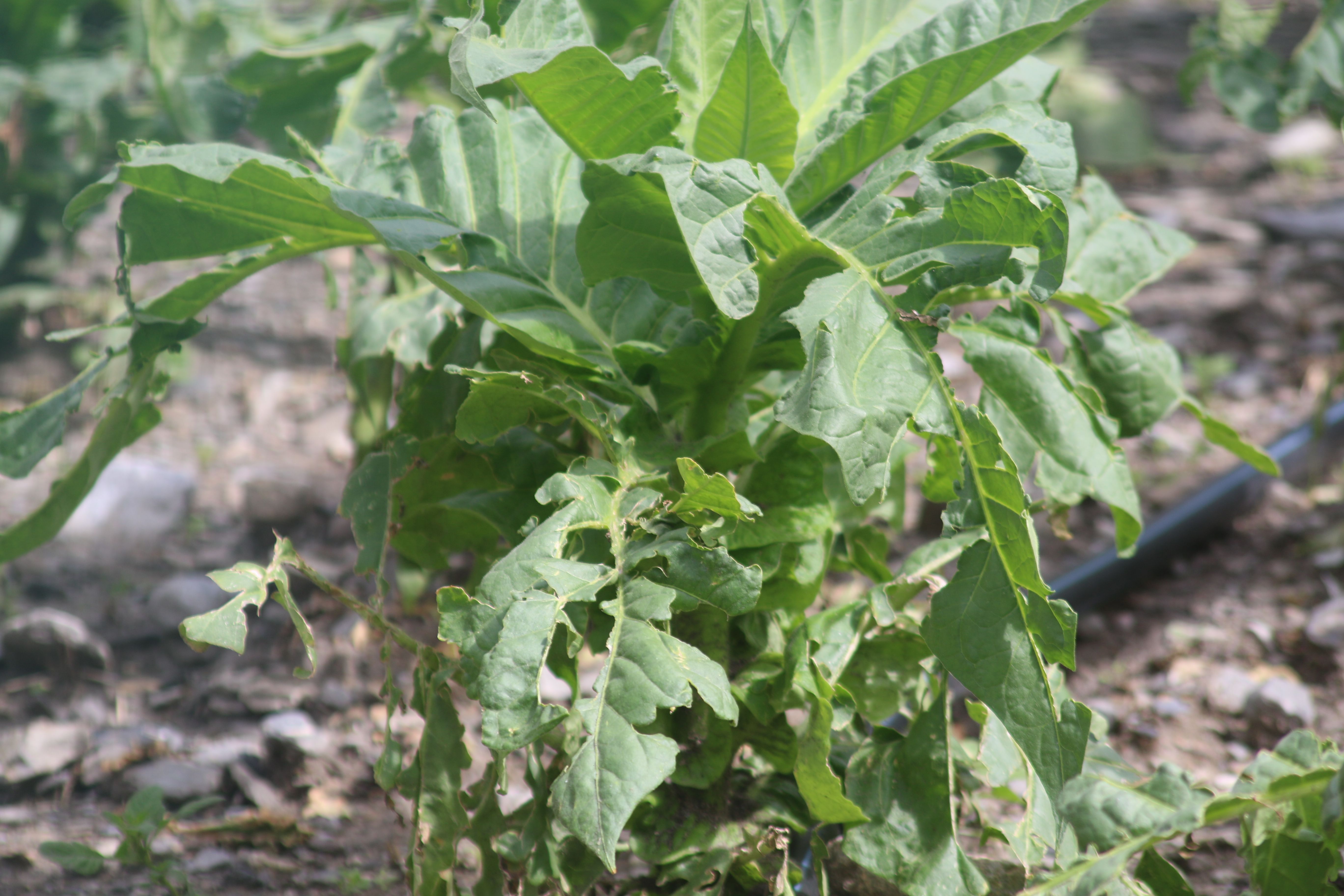 Una planta de tabac greument afectada en una parcel·la del centre de Canillo.