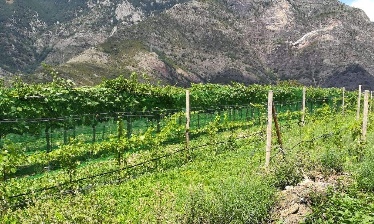 Vinyes de Casa Auvinyà.