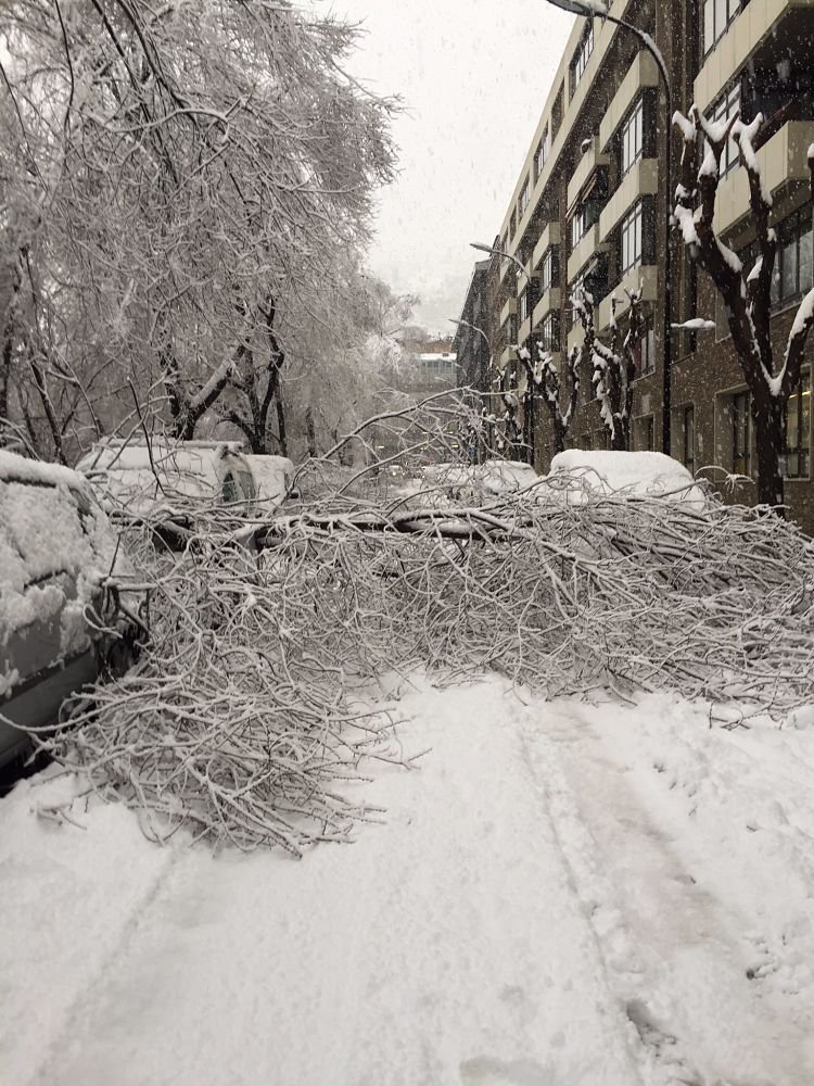 Els arbres caiguts al carrer Prada Casadet de la capital.