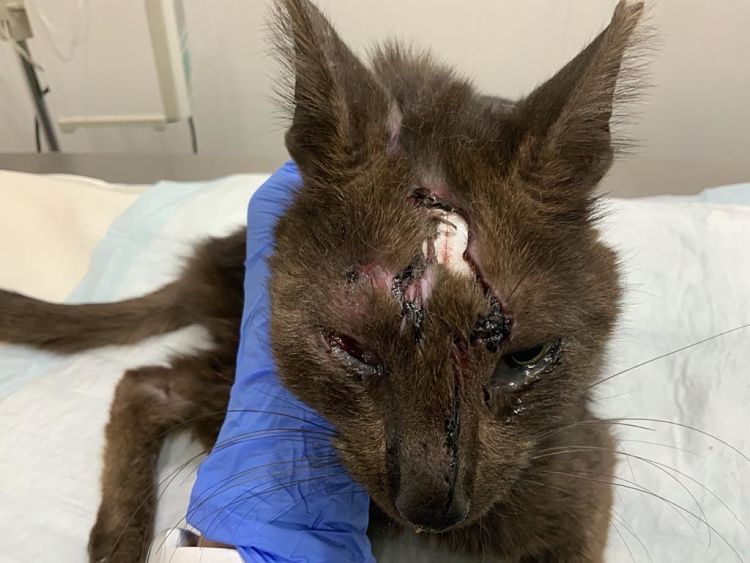 La ferida permetia fins i tot veure el cervell.